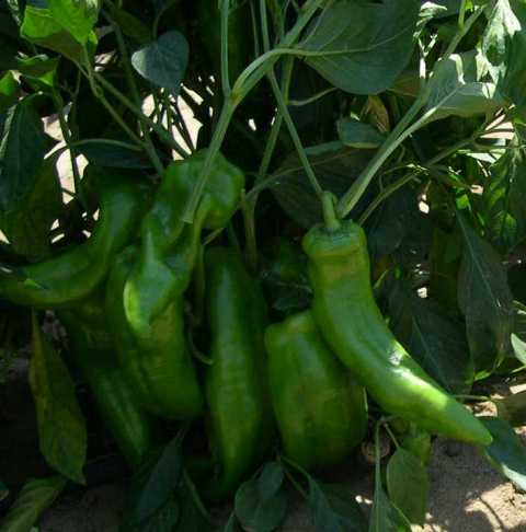 Sweet long Type pepper 730-155 p3